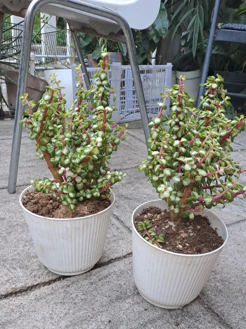 Portulacaria Afra Grows Strong Roots From Cuttings