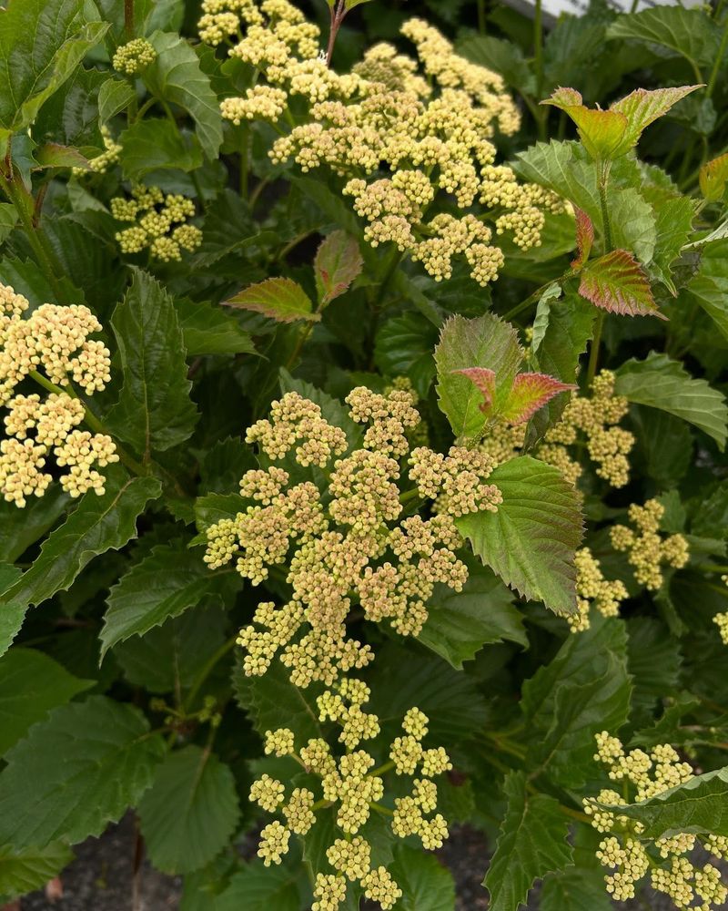 Add Flowers And Berries With Arrowwood Viburnum