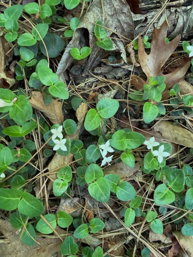 Partridgeberry (Mitchella repens)