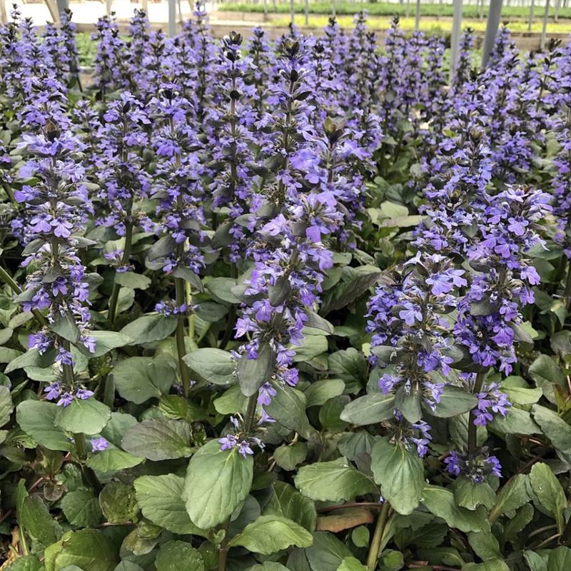 Ajuga Forms Dense Coverage In Clay Conditions