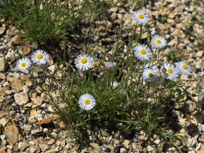 Spreading Fleabane Forms A Loose Low Cover