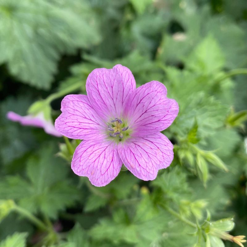 Geranium