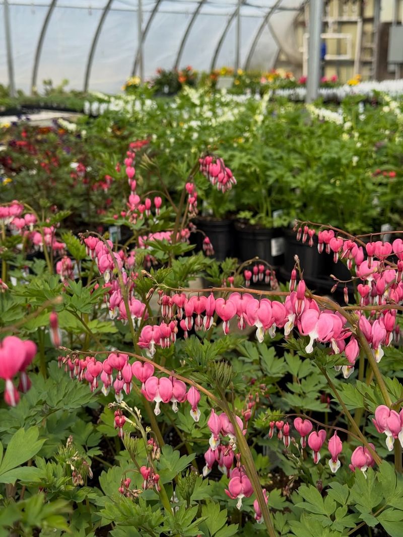 Bleeding Heart And Foamflower