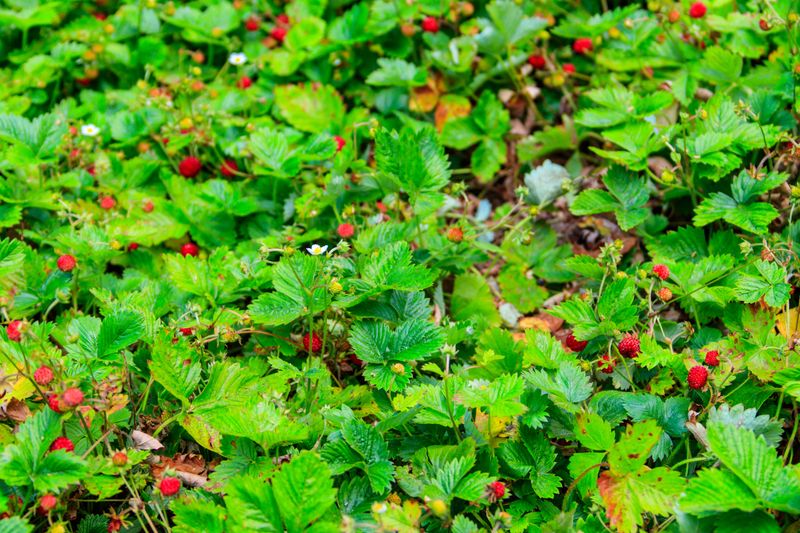 Wild Strawberry Spreads Fast And Adds Edible Appeal