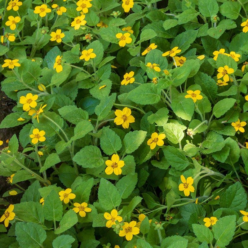 Green And Gold Stays Low And Closes Space