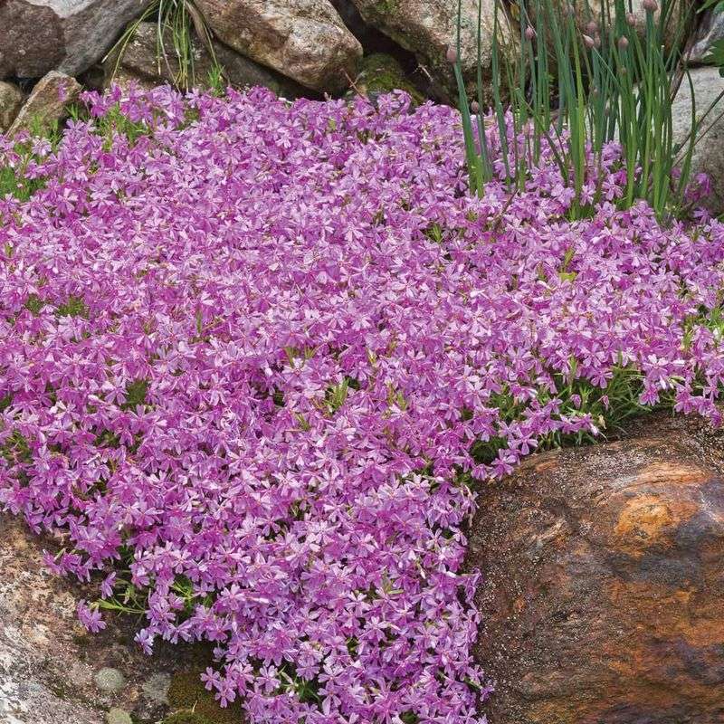 Moss Phlox That Brightens Slopes Fast