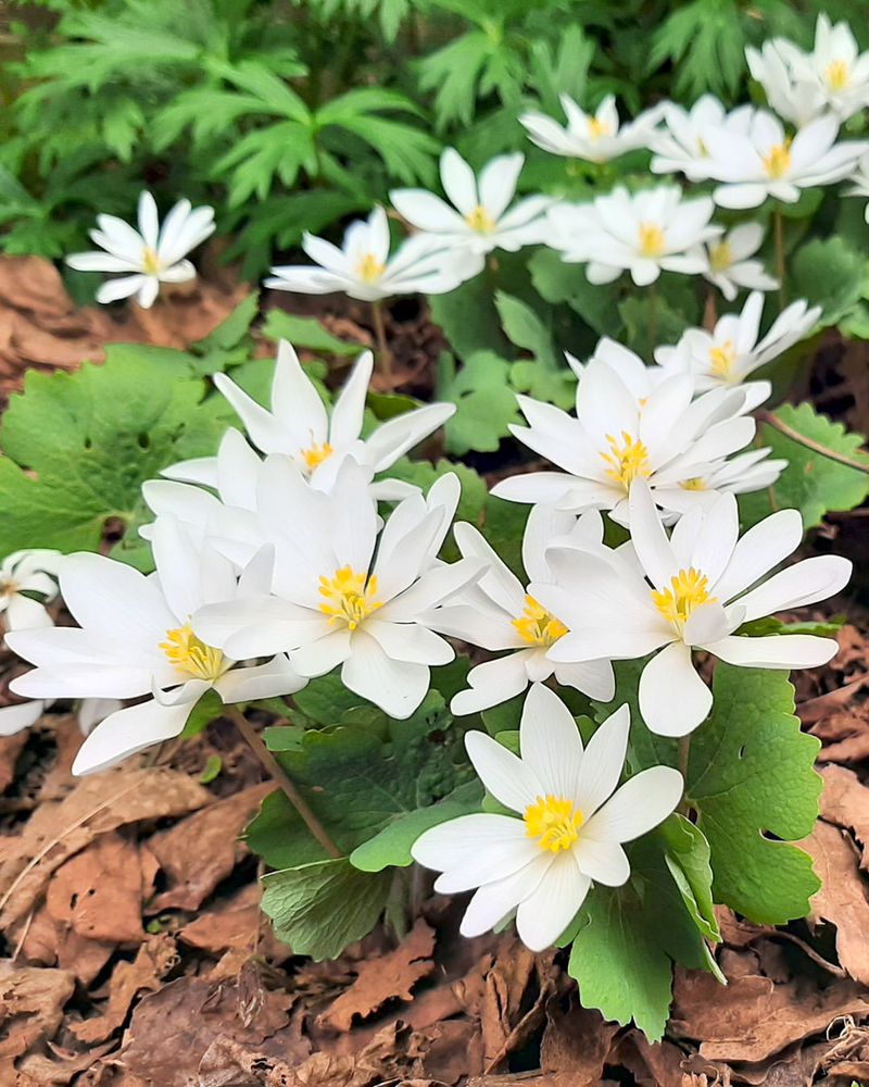 Bloodroot (Sanguinaria Canadensis)