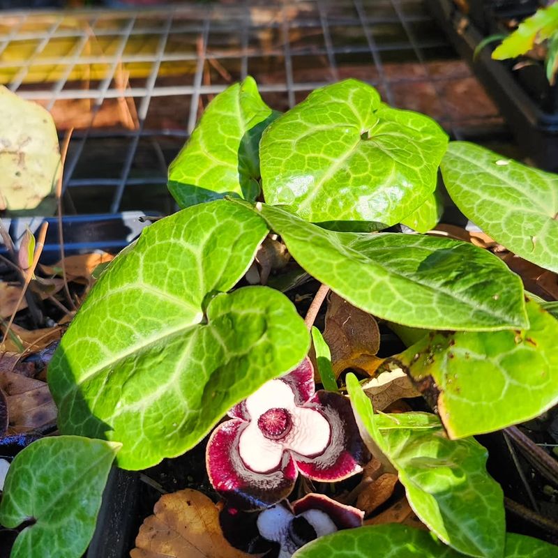 Wild Ginger (Asarum Canadense)