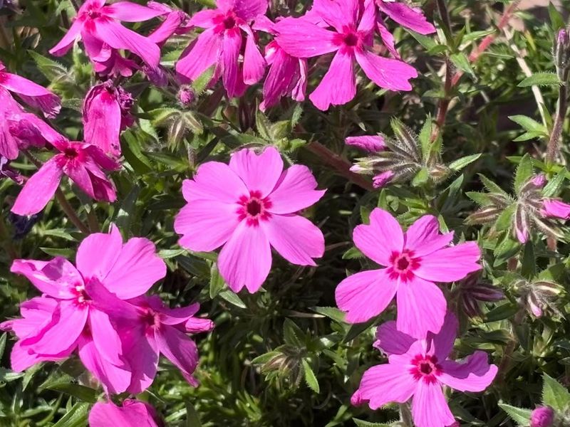 Moss Phlox (Phlox subulata)
