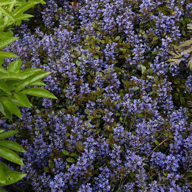 Ajuga (Ajuga reptans)