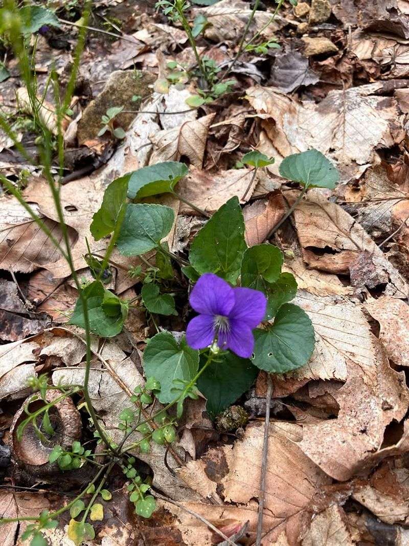 Native Violets Add A Natural Woodland Look