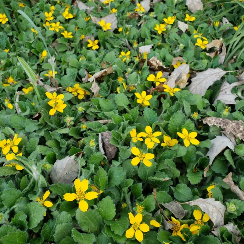 Green And Gold Forms Dense Coverage In Partial Shade