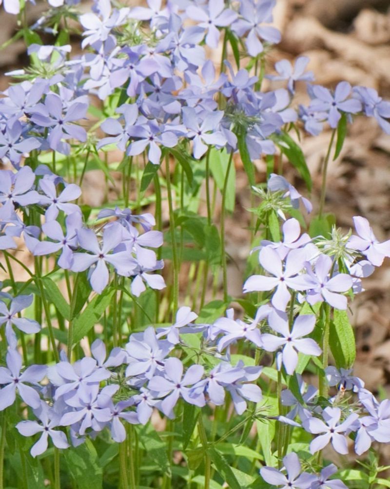 Woodland Phlox Covers Ground In Light Shade