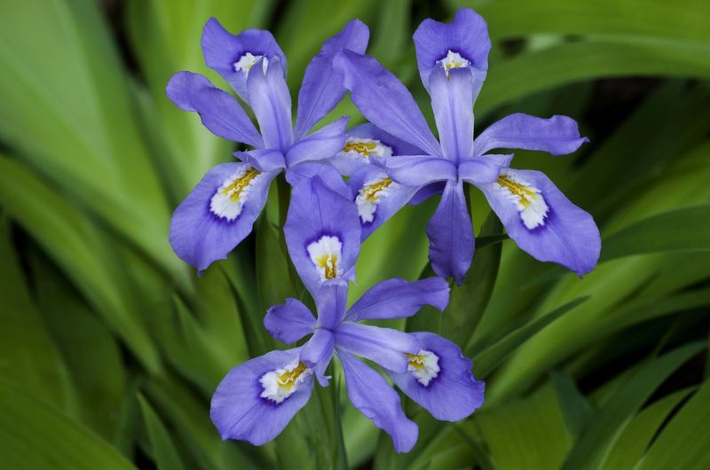 Crested Iris Brings A Clean Finish