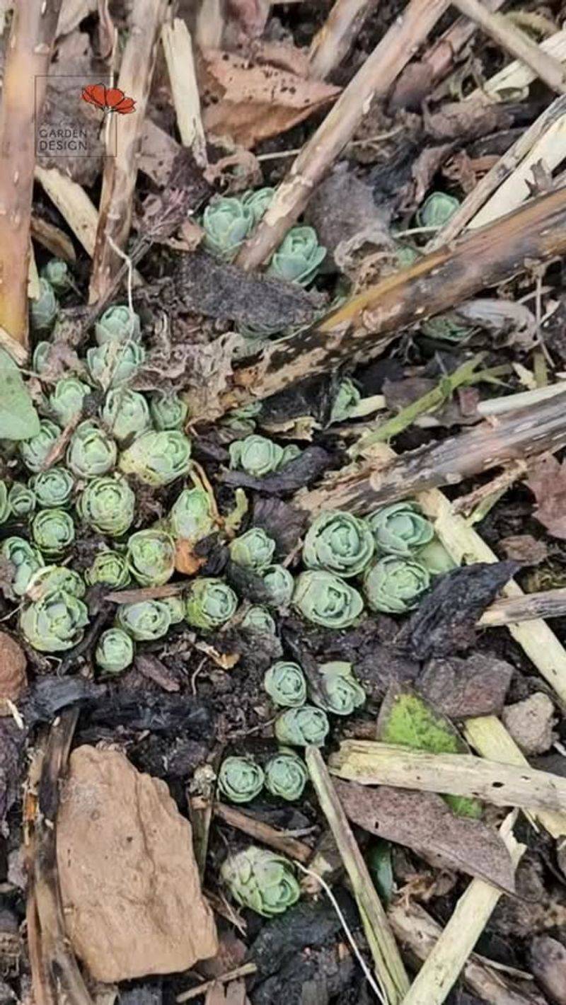 Some Sedums Turn Scruffy Fast