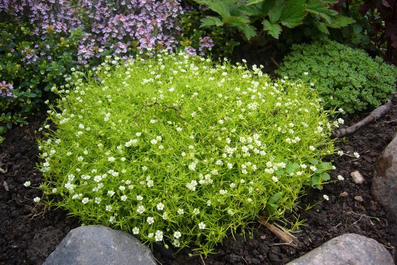 Irish Moss Soft Green Carpet For Tiny Spaces