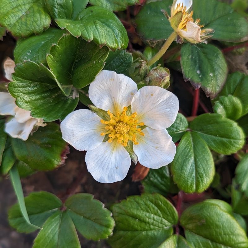 Beach Strawberry Spreads And Holds Moisture