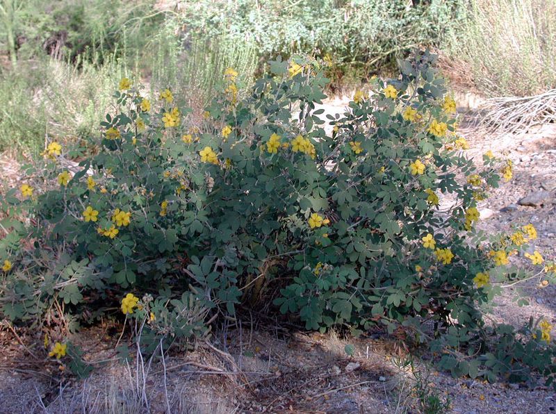 Desert Senna Handles Radiated Heat And Tough Dry Soil