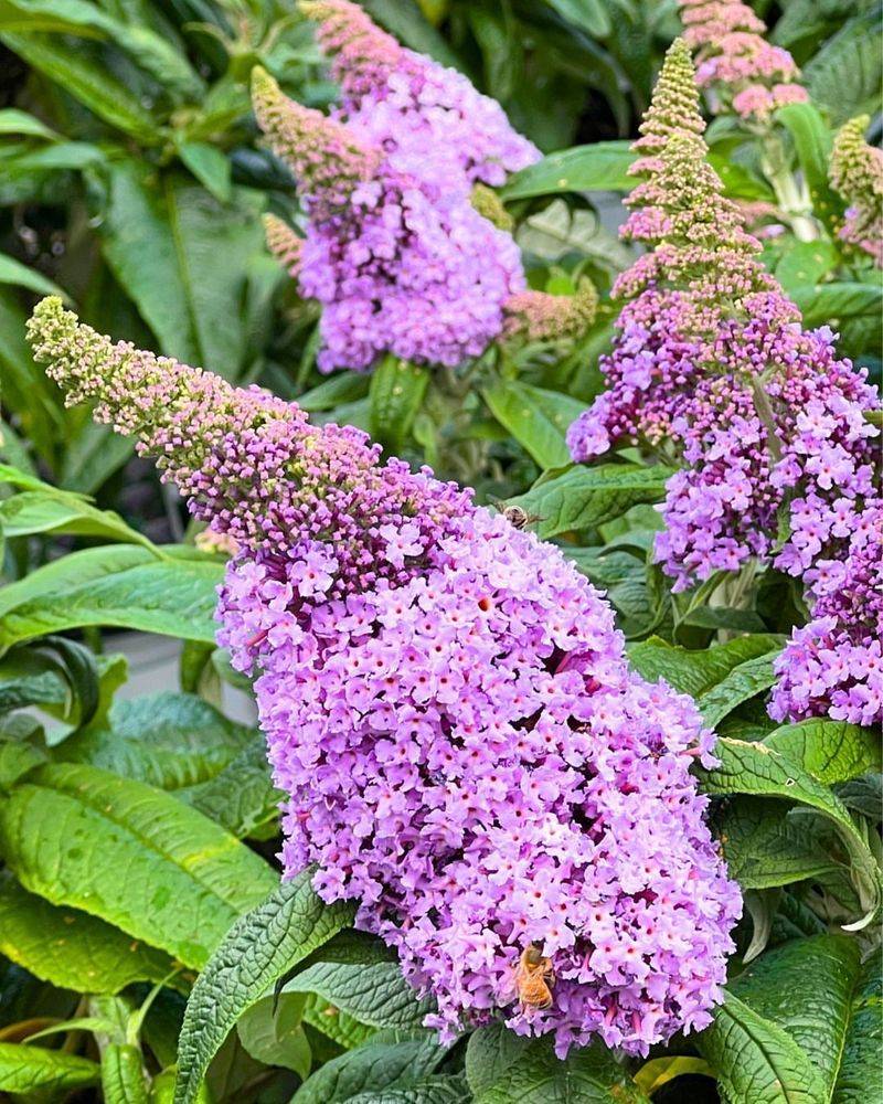 Butterfly Bush Boosting Bigger Summer Blooms