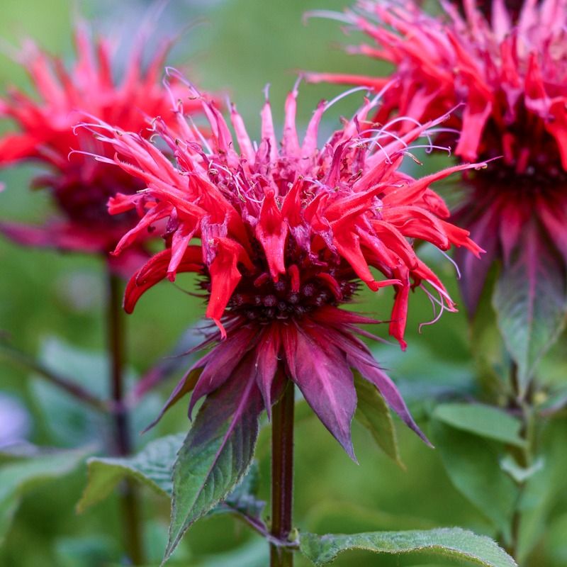 Scarlet Beebalm (Monarda Didyma)