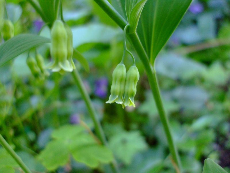 Hairy Solomon's Seal (Polygonatum Pubescens)