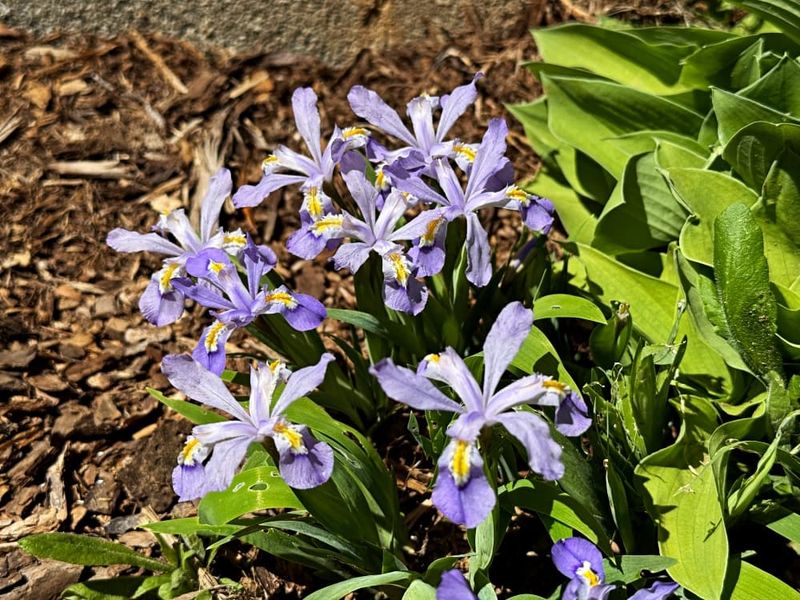 Dwarf Iris (Iris Verna)