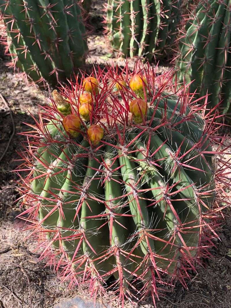 Barrel Cactus
