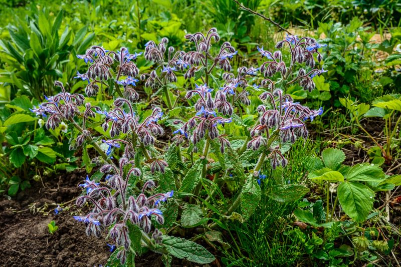 Borage Supports Pollinators And Fills Space Well