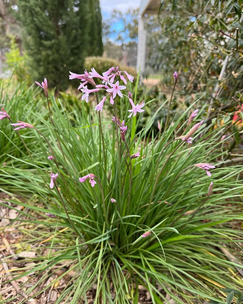 Society Garlic Tolerates Heat And Produces Long-Lasting Blooms