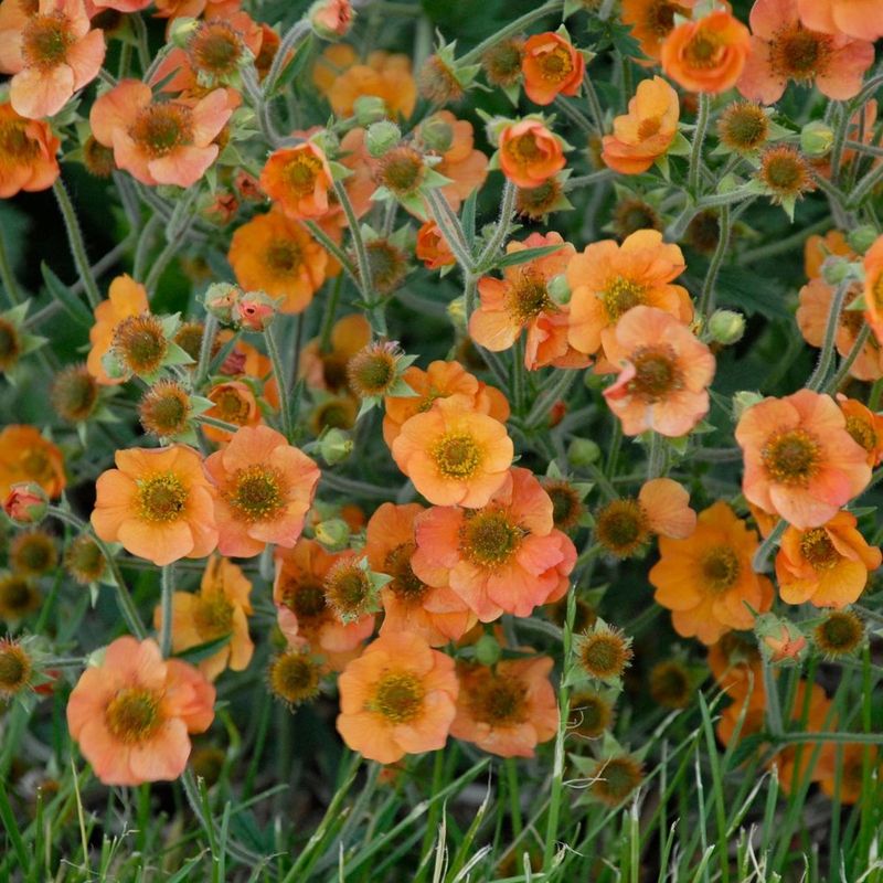Geum (Geum Chiloense Varieties)
