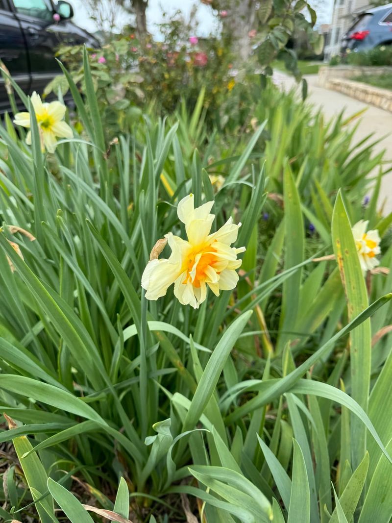Daffodils Extend Bloom Time With Many Varieties