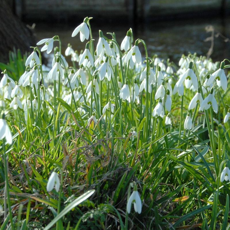 Snowdrops (Galanthus nivalis)