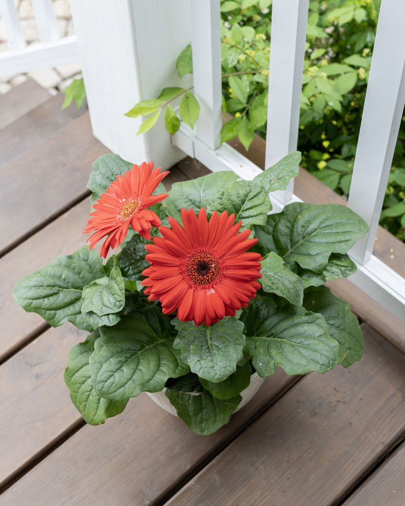 Gerbera Daisy Turns Containers Into Bright Florida Showpieces