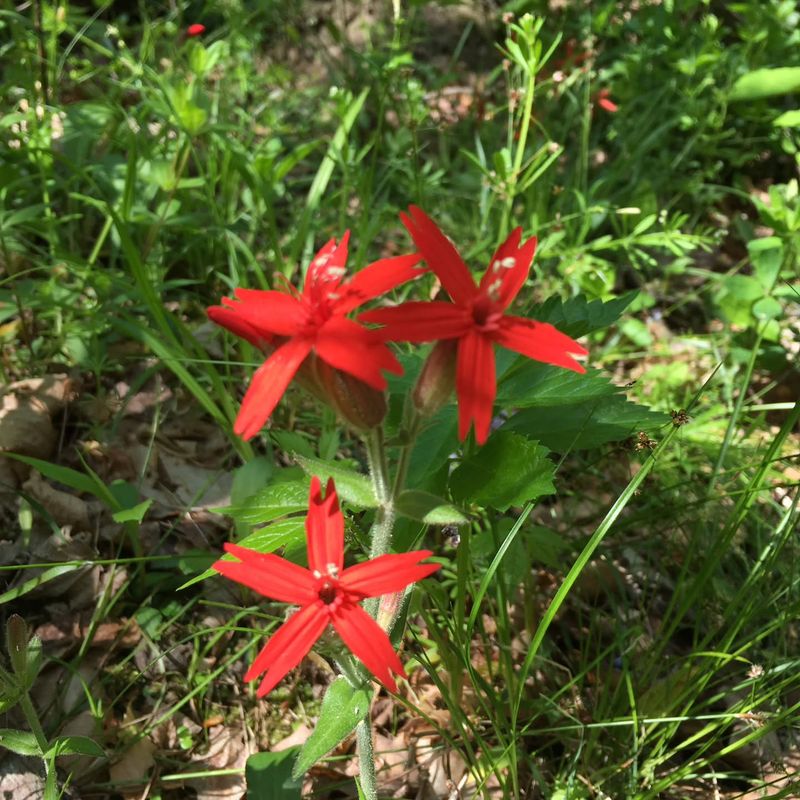 Fire Pink (Silene virginica)