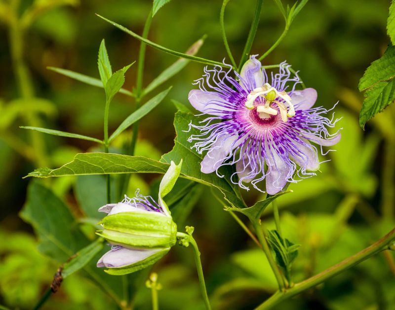 Maypop (Passiflora incarnata)