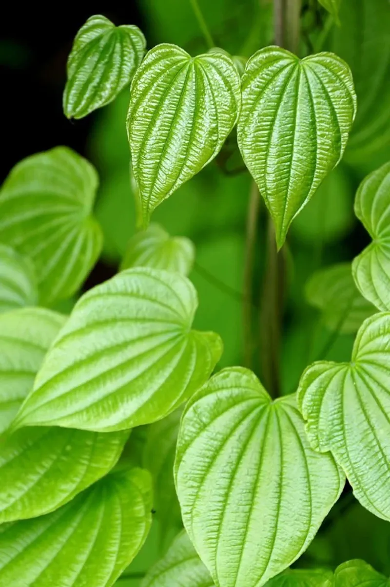 Wild Yam Fits Natural Garden Spaces