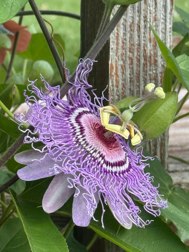 Passionflower Adds Unique Blooms And Fast Coverage