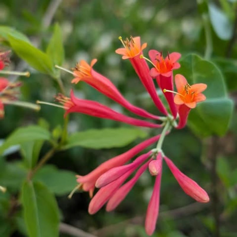 Coral Honeysuckle Grows Without Becoming Invasive