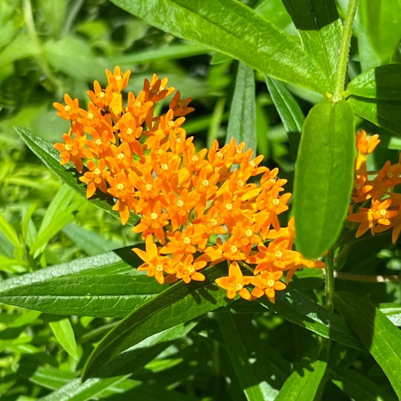 Butterfly Weed Essential For Monarchs In Summer