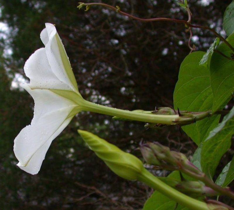 Moonflower Grows Aggressively Beyond Gardens