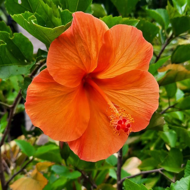 Hibiscus Producing Eye-Catching Blooms