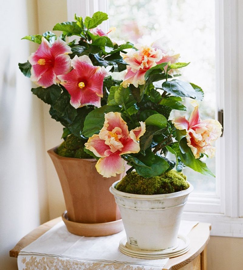 Hibiscus (Indoor Variety)