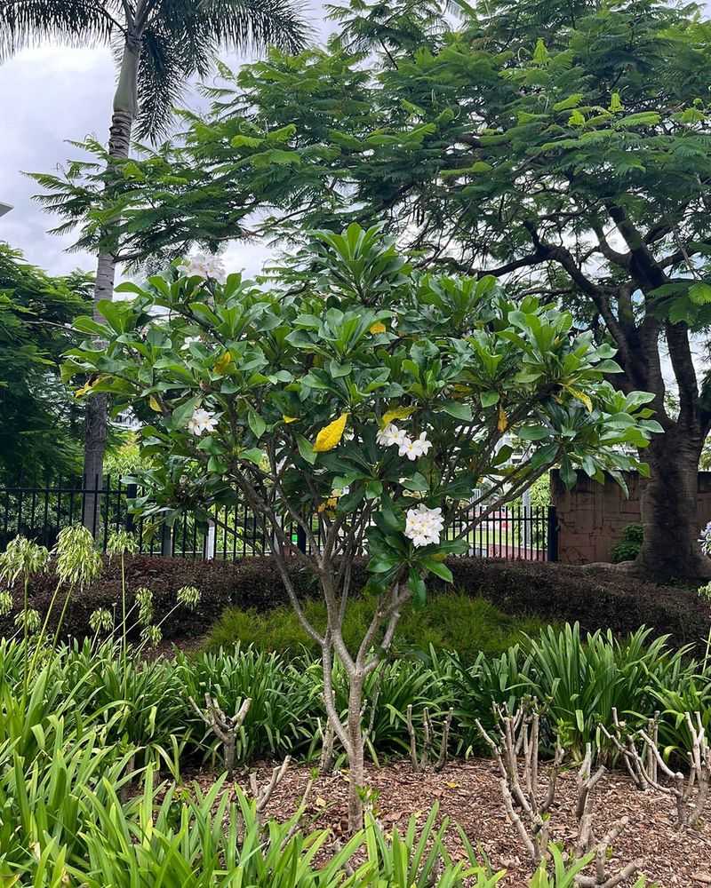 The Best Shape Still Looks Like Plumeria