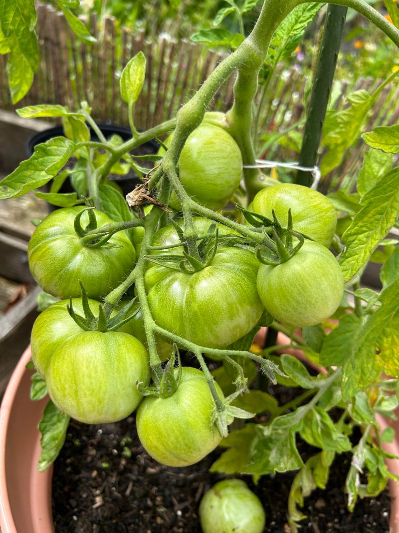 Waiting Too Long To Harvest Ripe Fruit