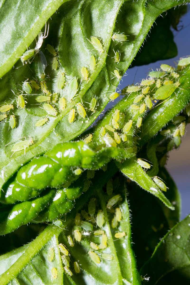 Ignoring Early Pest Problems