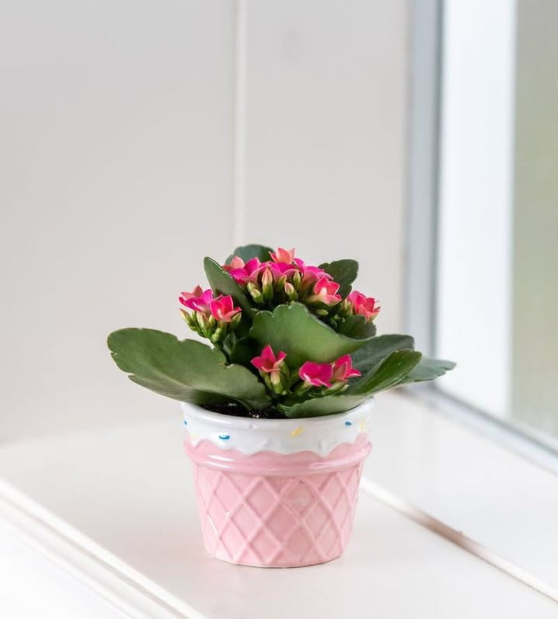 Kalanchoe