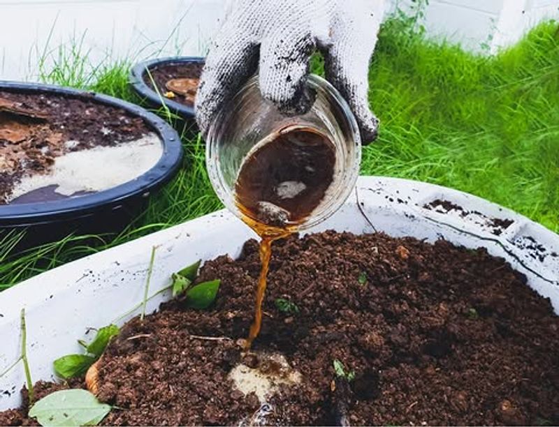 Make Compost Tea To Feed Plants Naturally