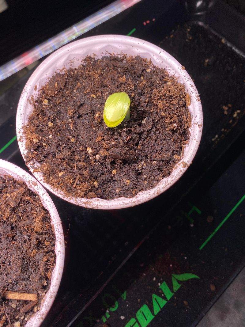 Short Growing Season Limits Late Plantings