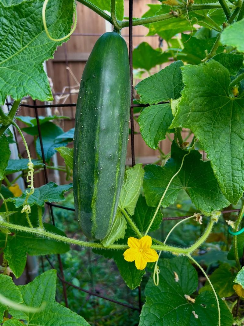 Marketmore 76 Reliable Yields In Tough Conditions