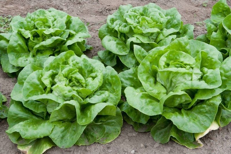 Buttercrunch Lettuce 